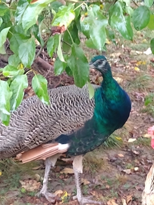 Pauni Standard de vanzare