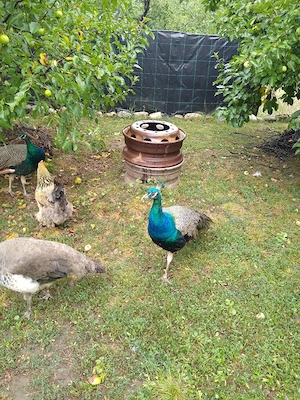 Pauni Standard de vanzare - imagine 4