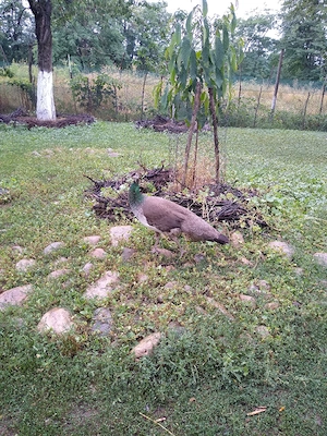 Pauni Standard de vanzare - imagine 5