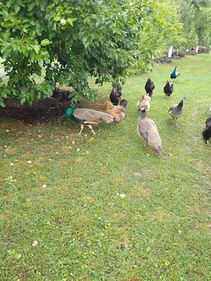 Pauni Standard de vanzare - imagine 3