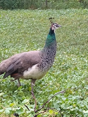 Pauni Standard de vanzare - imagine 2