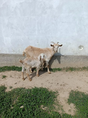 Vind capra prima fatare cu tapic  - imagine 3