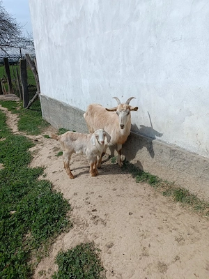 Vind capra prima fatare cu tapic 