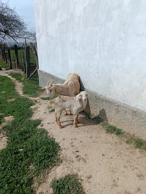 Vind capra prima fatare cu tapic  - imagine 2