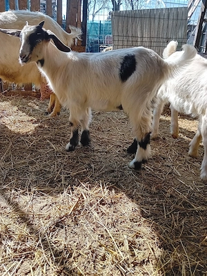 iezi pentru paste! - imagine 2