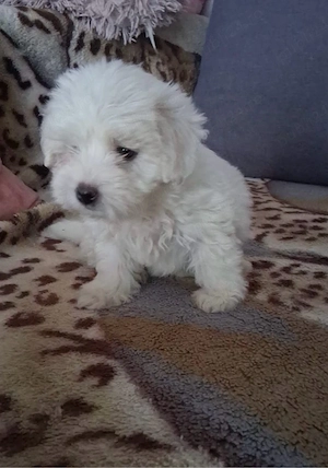 bichon maltez 