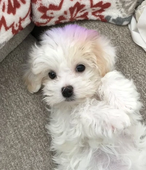 Puiuți Maltipoo disponibili imediat! Asigur transport  - imagine 3