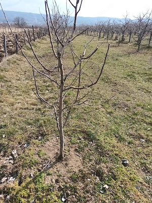 Vânzare teren intravilan si extravilan! - imagine 3