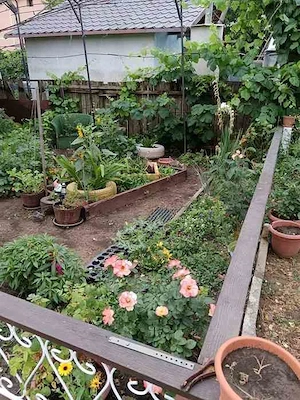 Vând teren 1650mp, cu casa in Varsatura - imagine 2