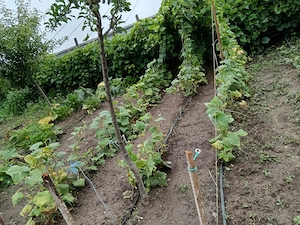 Vând teren 1650mp, cu casa in Varsatura