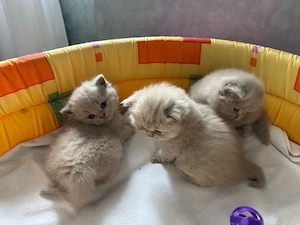 Puisori british shorthair lilac