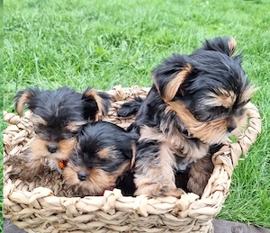 Pui de Yorkshire bine dresați și sănătoși, disponibili acum  - imagine 4