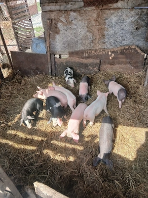 De Vânzare 10 bucăți mai multe detalii la telefon 