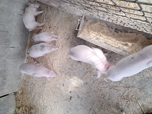 Purcei landrace de vinzare. - imagine 2