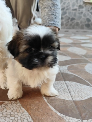 vand puiuti shih-tzu  - imagine 2
