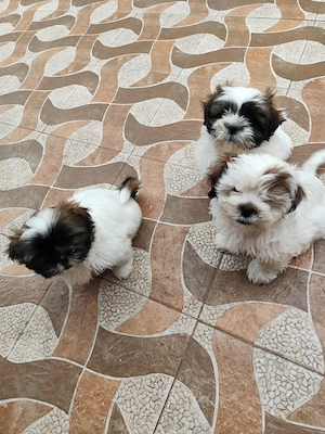 vand puiuti shih-tzu  - imagine 5