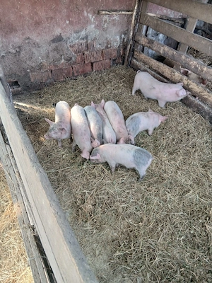 De Vânzare 7 purcei preț  300 lei bucata unul cu altul sau pe alese cu 330lei bucata   - imagine 3