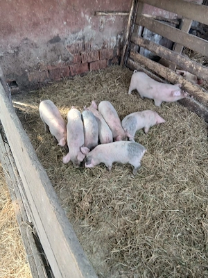 De Vânzare 7 purcei preț  300 lei bucata unul cu altul sau pe alese cu 330lei bucata   - imagine 2