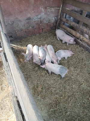 De Vânzare 8 purcei preț  320 lei bucata unul cu altul sau pe alese cu 350lei bucata  