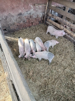 De Vânzare 7 purcei preț  300 lei bucata unul cu altul sau pe alese cu 330lei bucata   - imagine 4