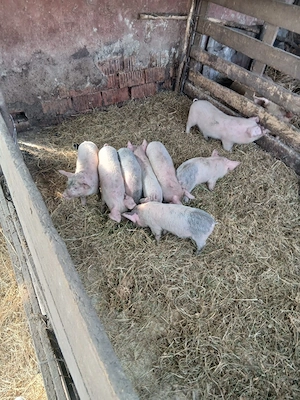 De Vânzare 7 purcei preț  300 lei bucata unul cu altul sau pe alese cu 330lei bucata   - imagine 5