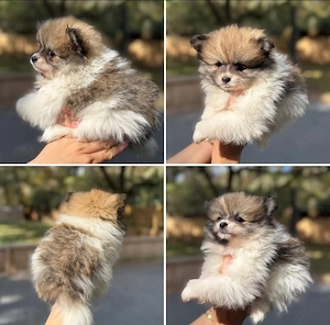 Pui de rasă pură Pomeranian, frumoși și afectuoși, de vânzare - imagine 3