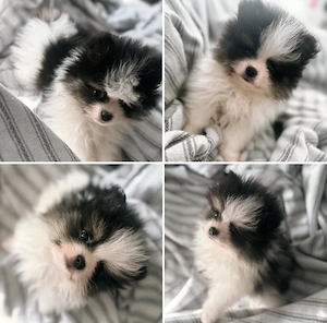 Pui de rasă pură Pomeranian, frumoși și afectuoși, de vânzare - imagine 2