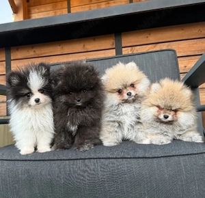 Pui de rasă pură Pomeranian, frumoși și afectuoși, de vânzare - imagine 4