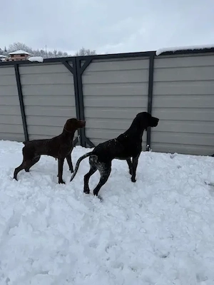 Brac german cu par scurt, in varsta de 1 an si 6 luni - imagine 2