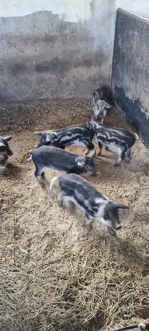 Vand purcei mangalita  - imagine 2