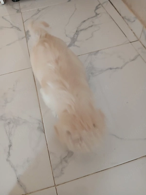 de vânzare bichon maltez 350 de lei 