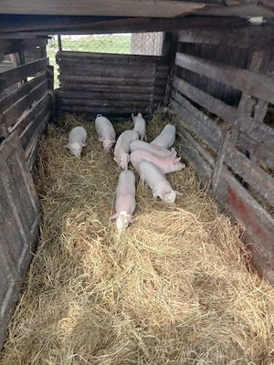 De Vânzare 11 bucăți  castrați vacinați  - imagine 4