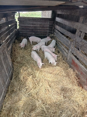 De Vânzare 11 bucăți  castrați vacinați  - imagine 2