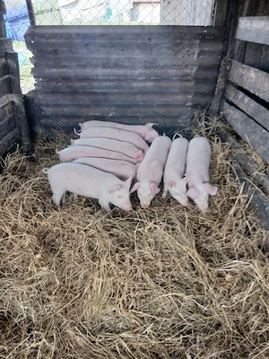 De Vânzare 11 bucăți  castrați vacinați  - imagine 3