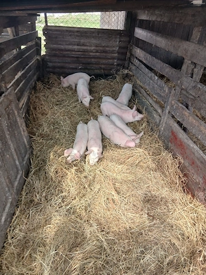 De Vânzare 11 bucăți  castrați vacinați  - imagine 5