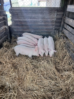 De Vânzare 9 bucăți  castrați vacinați 