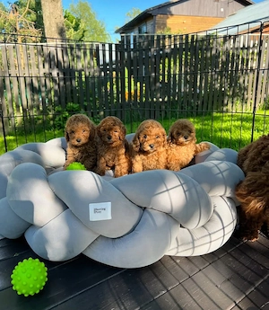 Pui de pudel sănătoși și afectuoși, disponibili acum pentru a fi adoptați - imagine 4