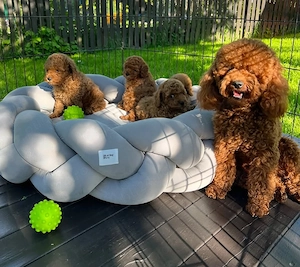 Pui de pudel sănătoși și afectuoși, disponibili acum pentru a fi adoptați - imagine 3