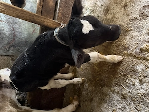 Vând vitel - imagine 2