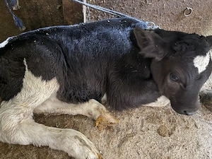 Vând vitel - imagine 4