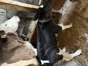 Vând vitel - imagine 5