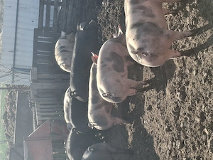 Grăsuți 60-100kg......