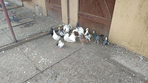 Vând porumbei  - imagine 2