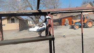 Vând porumbei poștaș german 