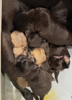 Pui de pug de rasă pură disponibili acum