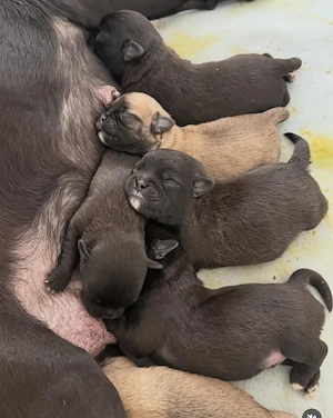 Pui de pug de rasă pură disponibili acum - imagine 3