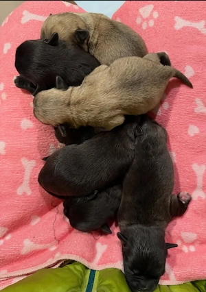 Pui de pug de rasă pură disponibili acum - imagine 4