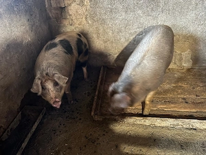 Disponibil porci de 120-130kg - imagine 3