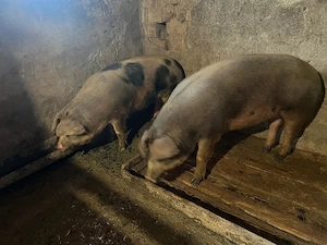 Disponibil porci de 120-130kg - imagine 2