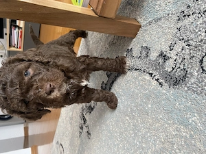 Pui Lagotto Romagnolo  - imagine 3